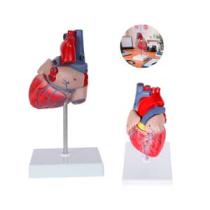 MODELO ANATOMICO CORAZON CARDIO