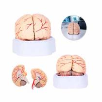 MODELO ANATOMICO CEREBRO ENCEFALO