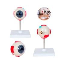 MODELO ANATOMICO OJO OFTALMO