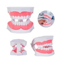 MODELO ANATOMICO DENTADURA ODONTO