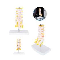 MODELO ANATOMICO COLUMNA RAQUIS