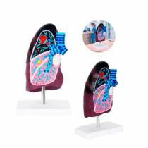 MODELO ANATOMICO PULMON NEUMO
