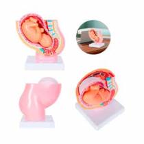 MODELO ANATOMICO EMBARAZO SACO